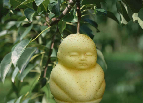 人參果怎么吃要削皮嗎 人生果中間的