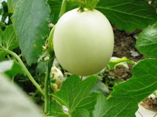 香瓜圖片，香瓜開花圖片，香瓜怎么