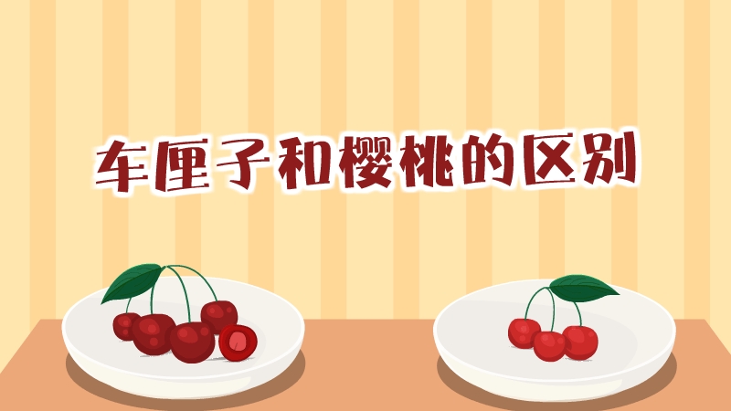 車厘子和櫻桃的區(qū)別