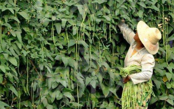 蕓豆怎么種才能高產(chǎn)，種植蕓豆的高產(chǎn)方法