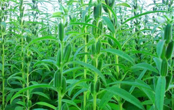 芝麻種植時間，芝麻播種方式