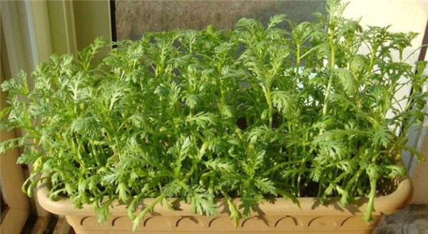 最佳茼蒿的種植時(shí)間，茼蒿種植最好選在春秋兩季