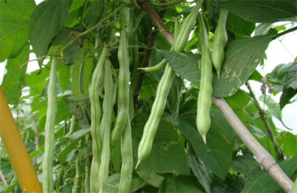 陽臺種植四季豆的方法，四季豆的病蟲害防治