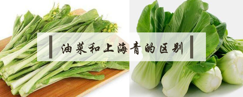 油菜和上海青的區別
