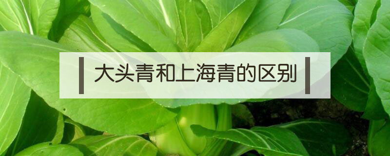 大頭青和上海青的區別