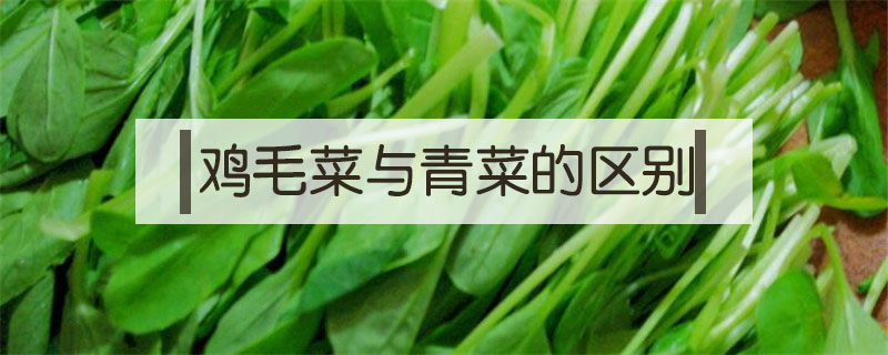 雞毛菜與青菜的區別