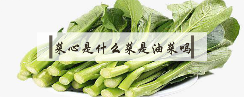 菜心是什么菜是油菜嗎