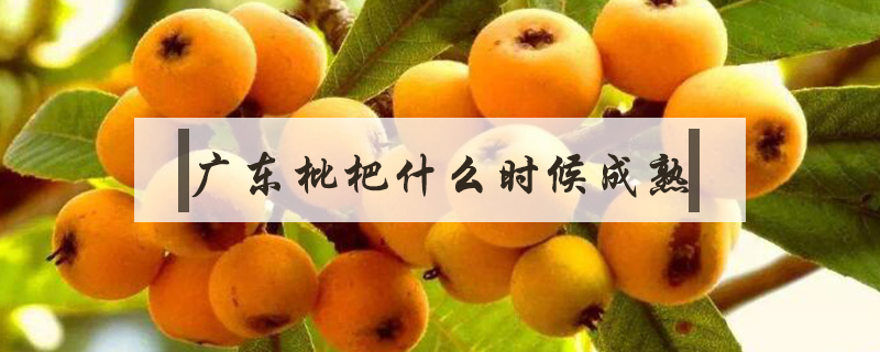 廣東枇杷什么時候成熟