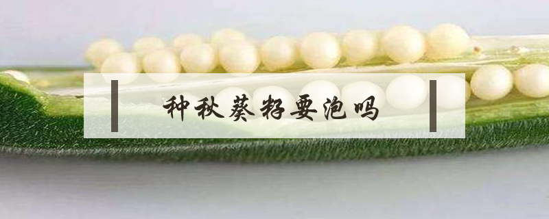 種秋葵籽要泡嗎