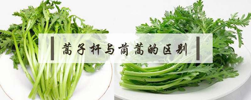 蒿子桿與茼蒿的區(qū)別