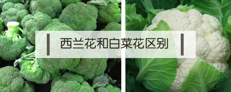 西蘭花和白菜花區別