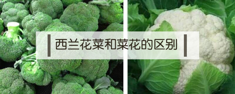 西蘭花菜和菜花的區別
