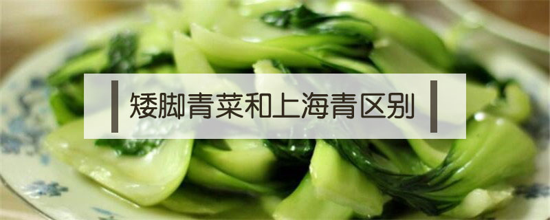 矮腳青菜和上海青區別