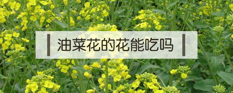 油菜花的花能吃嗎