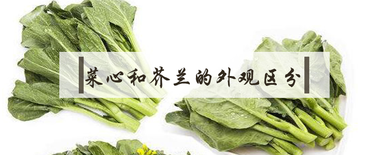菜心和芥蘭的外觀區分