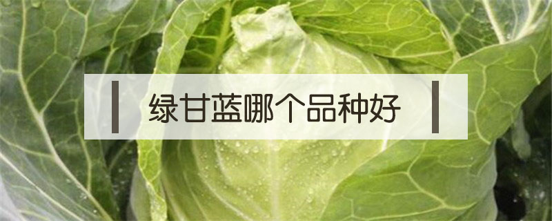 綠甘藍哪個品種好
