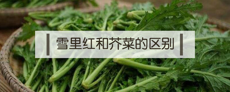 雪里紅和芥菜的區別