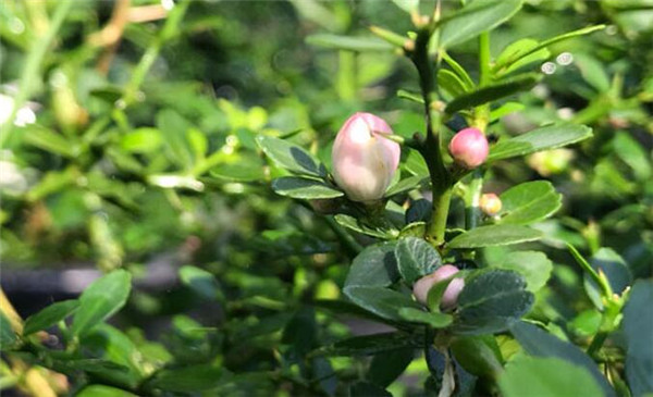 指橙樹什么時候開花，指橙幾年掛果