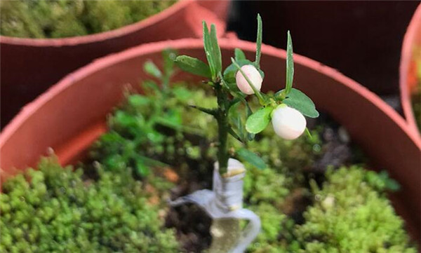 澳洲指橙苗種植技巧，澳洲指橙生長環境