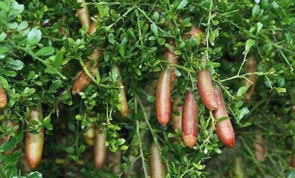 指橙的種植需要什么條件，指橙種植條件南北方