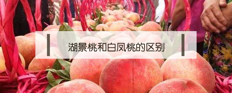 湖景桃和白鳳桃的區別