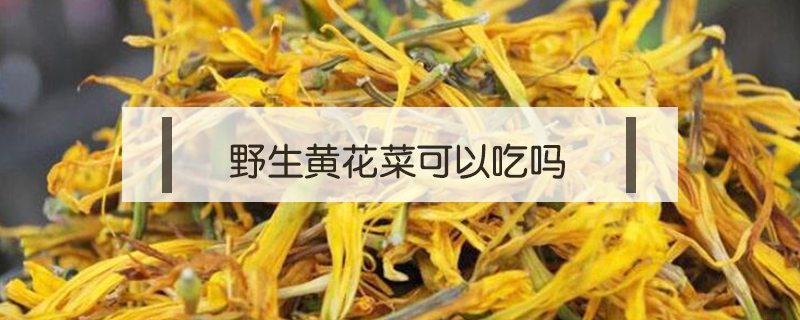 野生黃花菜可以吃嗎