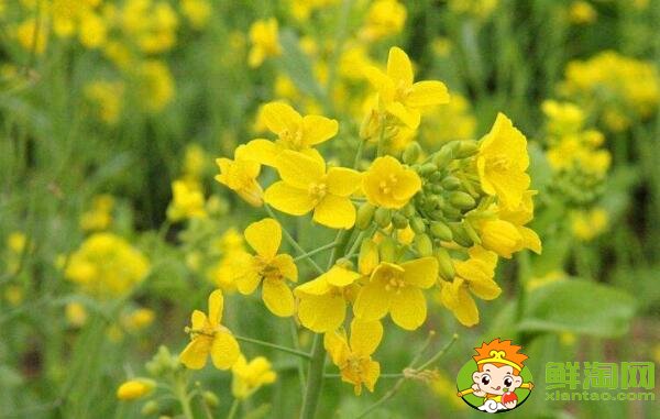油菜花開花的部位是在哪里，油菜花和菜籽花一樣嗎