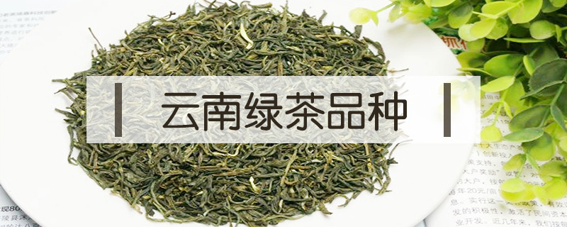 云南綠茶品種