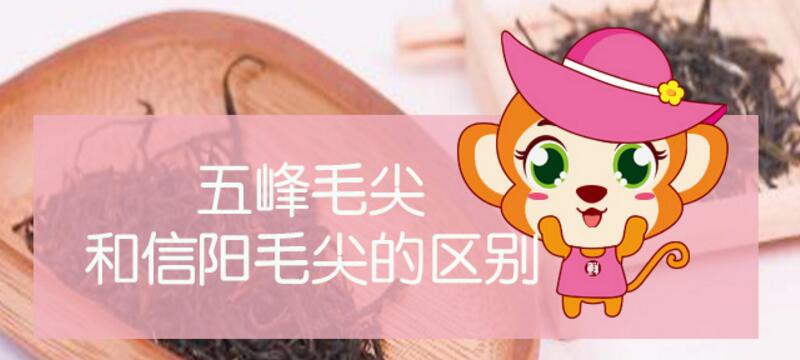 五峰毛尖和信陽毛尖的區(qū)別