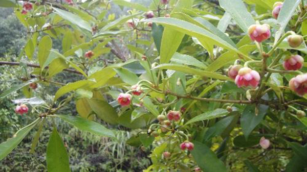 八角種植適應什么地區，八角什么時