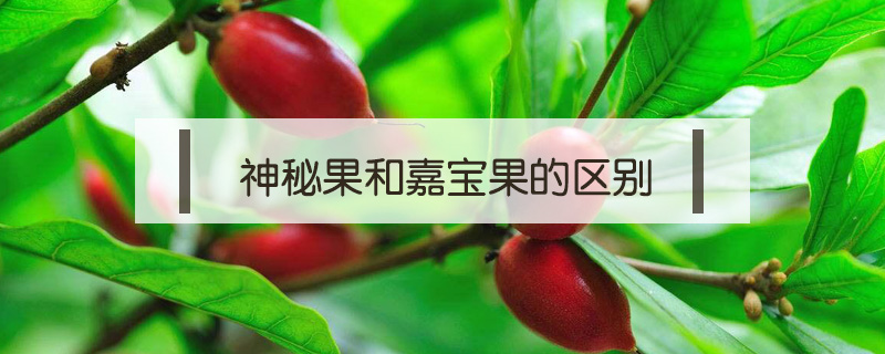 神秘果和嘉寶果的區別