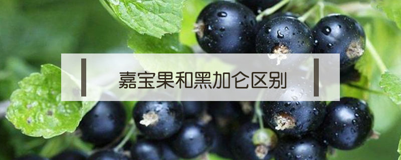 嘉寶果和黑加侖區(qū)別
