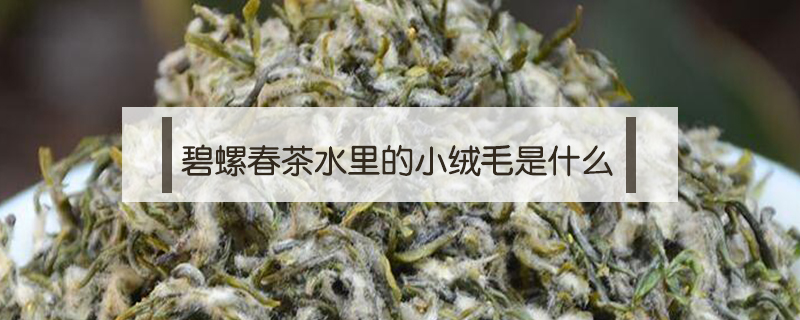 碧螺春茶水里的小絨毛是什么