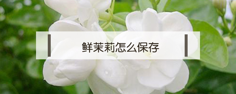 鮮茉莉怎么保存
