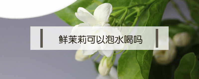 鮮茉莉可以泡水喝嗎