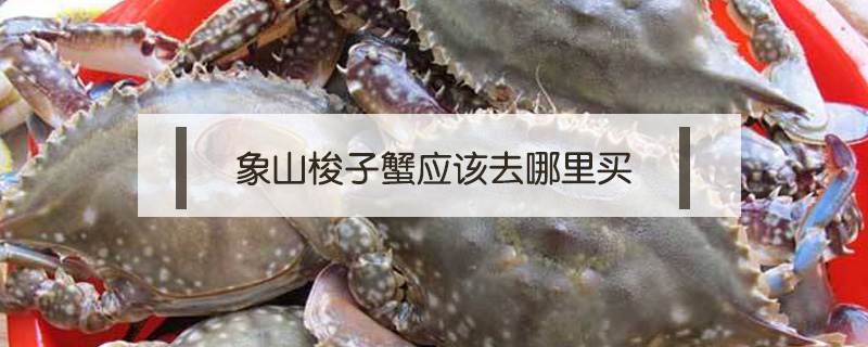 象山梭子蟹應該去哪里買