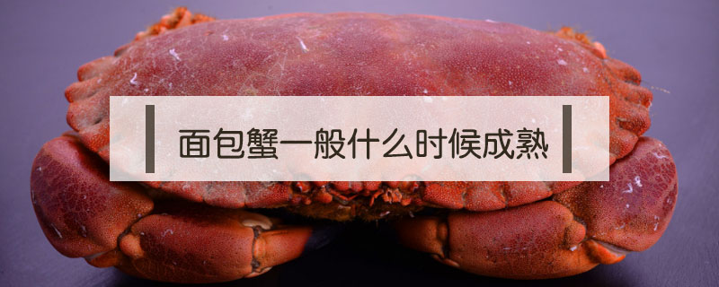 面包蟹一般什么時候成熟