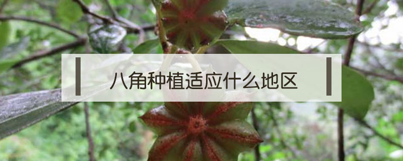 八角種植適應什么地區