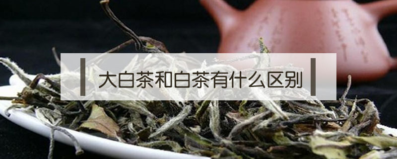 大白茶和白茶有什么區別