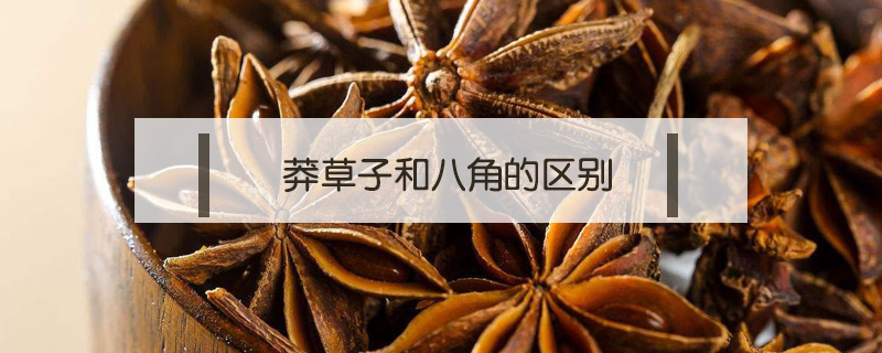莽草子和八角的區別