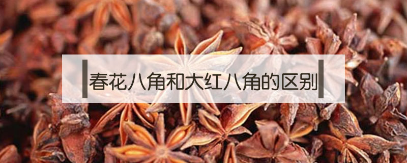 春花八角和大紅八角的區別