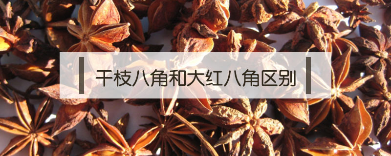 干枝八角和大紅八角區別