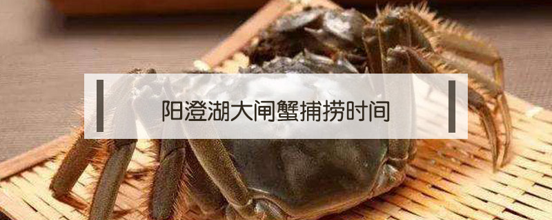陽澄湖大閘蟹捕撈時間