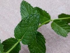 大葉香菜和小葉香菜的區別，大葉十