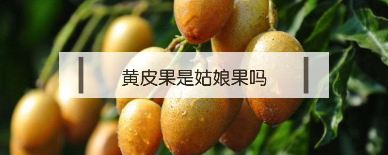 黃皮果是姑娘果嗎