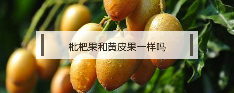 枇杷果和黃皮果一樣嗎