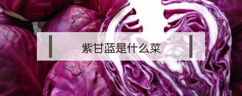 紫甘藍是什么菜