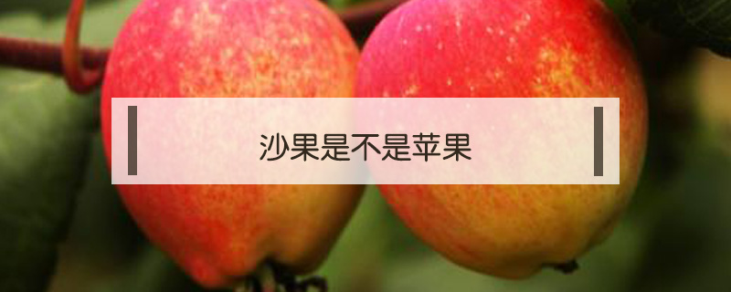 沙果是不是蘋果