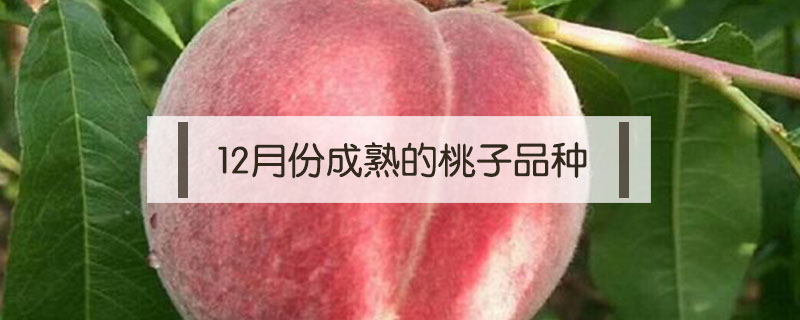12月份成熟的桃子品種