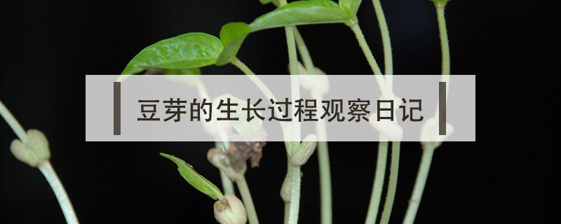 豆芽的生長過程觀察日記
